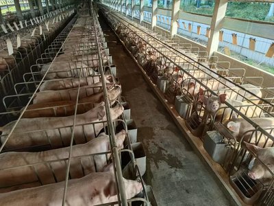 母猪展示
